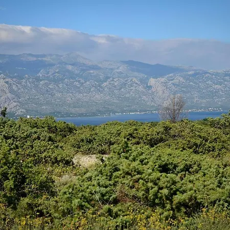 Olive * Jovici (Zadar)