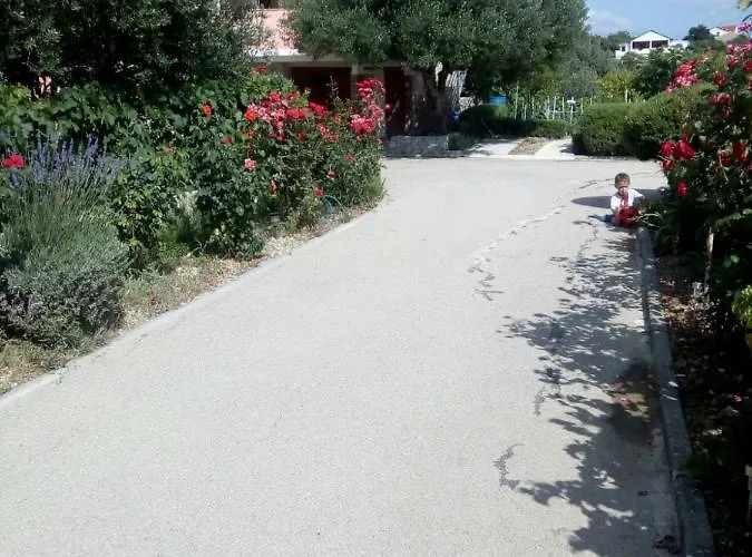 Olive Jovici (Zadar)