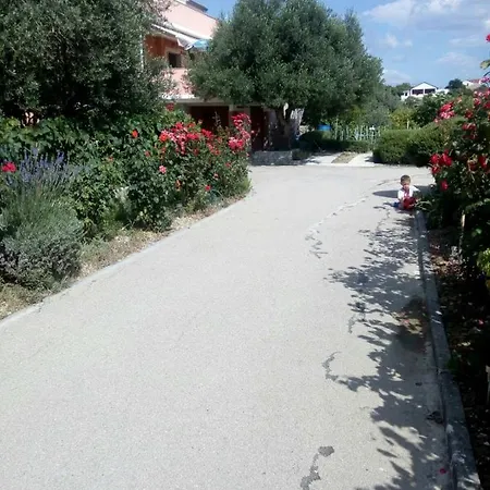 Olive Jovici (Zadar)