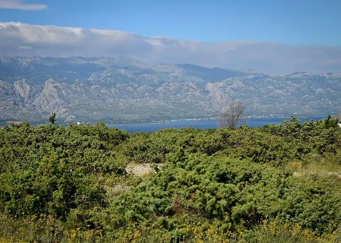 Olive * Jovici (Zadar)